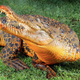 Illustration for article titled Snappy the crocodile is ready for halloween a month ahead of schedule
